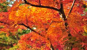 Leaf Peepers Unite!