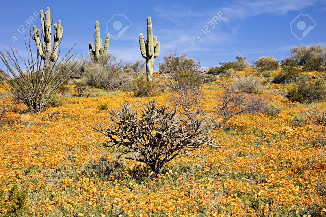 Sonoran Desert Visual Spring Journey
