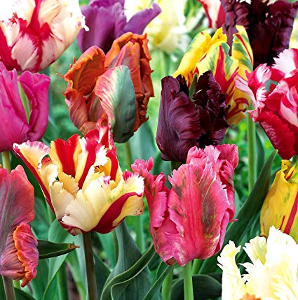 Do you love tulips?